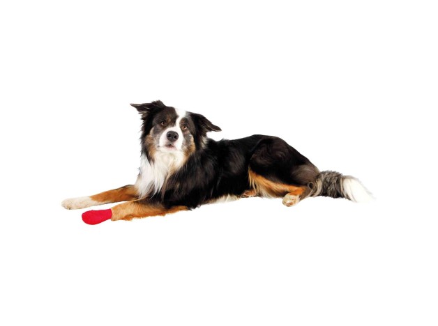 Vendajes para las heridas del perro de todos los tamaños