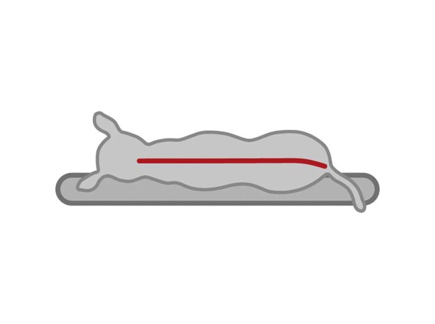 Cojín Trixie Vital Best of all Breeds, colchon memory Foam para perros  - 1