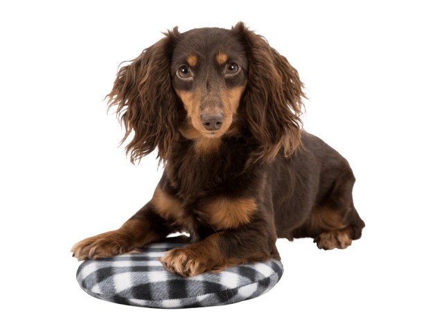 Cojín térmico Trixie para perros, se calienta en el microonda, que tu perro no pase frio