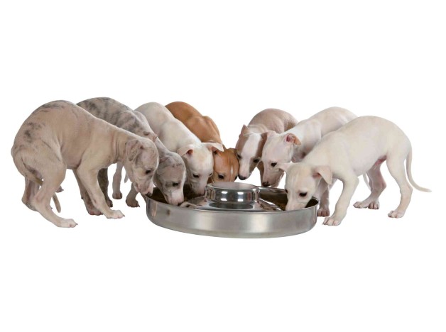 Comedero Trixie Junior De Acero Inoxidable Para Cachorros