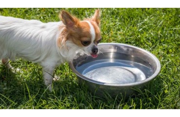 ¿Cuanto agua tiene que beber mi perro al día?