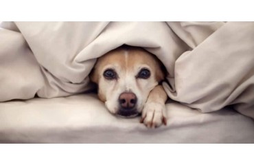 ¿Tiene frio tu perro? como le puedes proteger de las bajas temperaturas