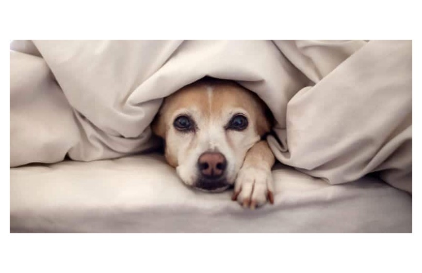 ¿Tiene frio tu perro? como le puedes proteger de las bajas temperaturas